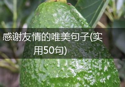 感谢友情的唯美句子(实用50句)