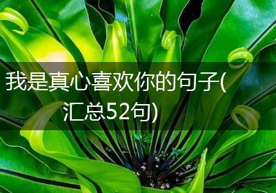 我是真心喜欢你的句子(汇总52句)
