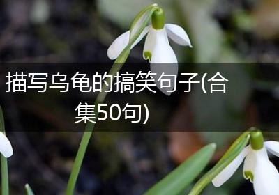 描写乌龟的搞笑句子(合集50句)