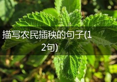 描写农民插秧的句子(12句)