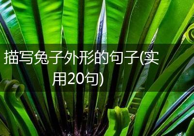 描写兔子外形的句子(实用20句)