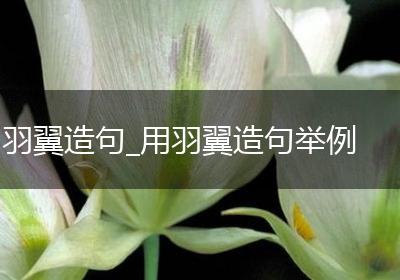 羽翼造句_用羽翼造句举例