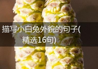 描写小白兔外貌的句子(精选16句)