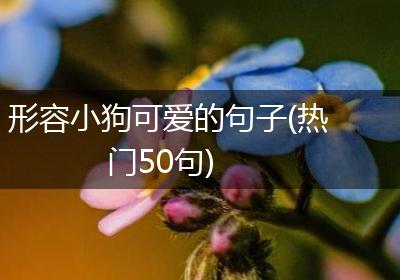 形容小狗可爱的句子(热门50句)