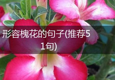 形容槐花的句子(推荐51句)