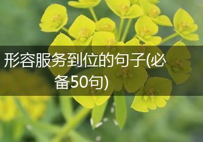 形容服务到位的句子(必备50句)