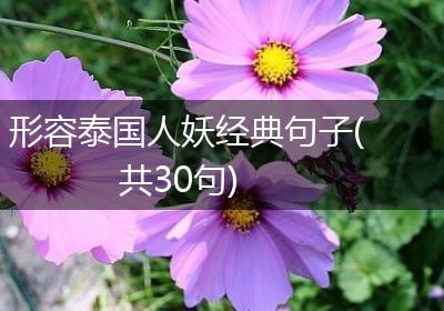形容泰国人妖经典句子(共30句)