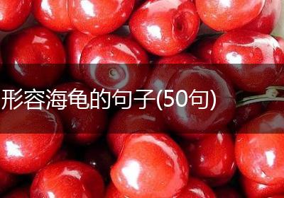 形容海龟的句子(50句)