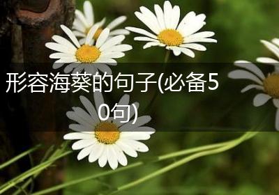 形容海葵的句子(必备50句)