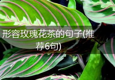 形容玫瑰花茶的句子(推荐6句)