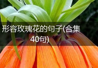 形容玫瑰花的句子(合集40句)