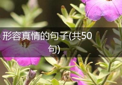 形容真情的句子(共50句)