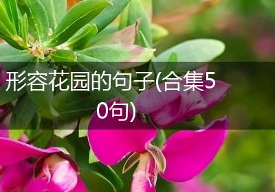 形容花园的句子(合集50句)