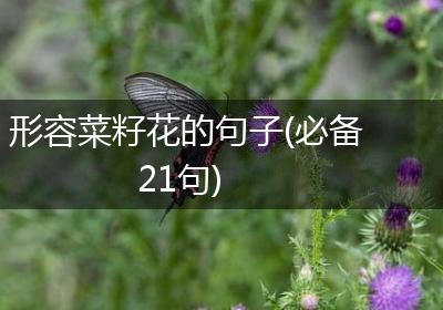 形容菜籽花的句子(必备21句)