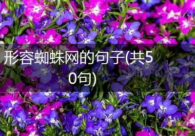形容蜘蛛网的句子(共50句)