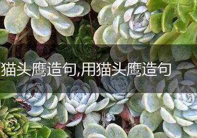 猫头鹰造句,用猫头鹰造句