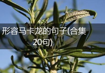 形容马卡龙的句子(合集20句)