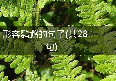 形容鹦鹉的句子(共28句)