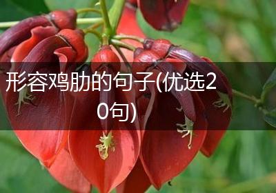 形容鸡肋的句子(优选20句)