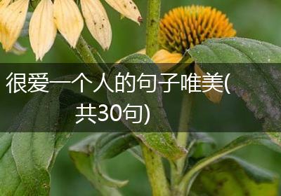 很爱一个人的句子唯美(共30句)