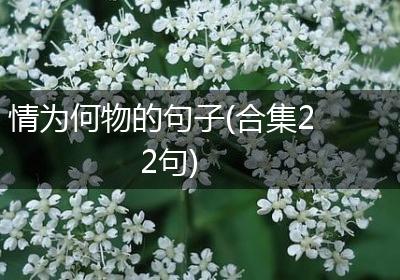 情为何物的句子(合集22句)