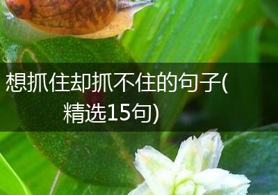 想抓住却抓不住的句子(精选15句)