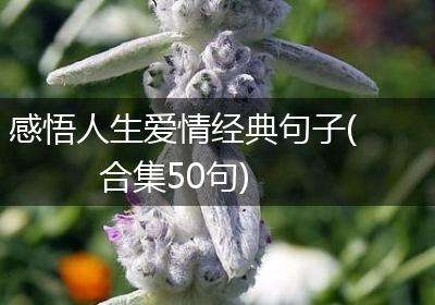 感悟人生爱情经典句子(合集50句)