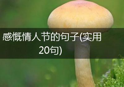 感慨情人节的句子(实用20句)