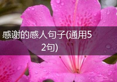 感谢的感人句子(通用52句)