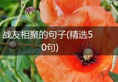 战友相聚的句子(精选50句)