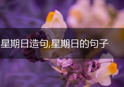 星期日造句,星期日的句子