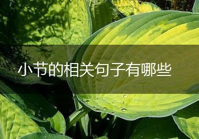 小节的相关句子有哪些