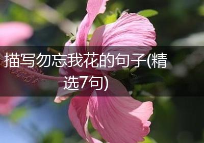 描写勿忘我花的句子(精选7句)