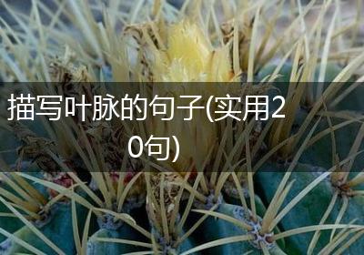 描写叶脉的句子(实用20句)