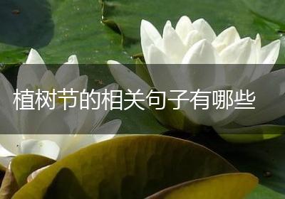植树节的相关句子有哪些