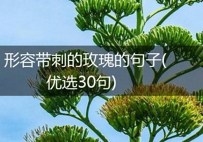 形容带刺的玫瑰的句子(优选30句)