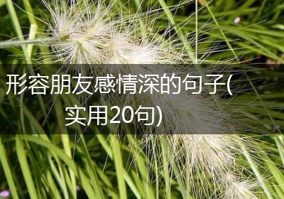 形容朋友感情深的句子(实用20句)