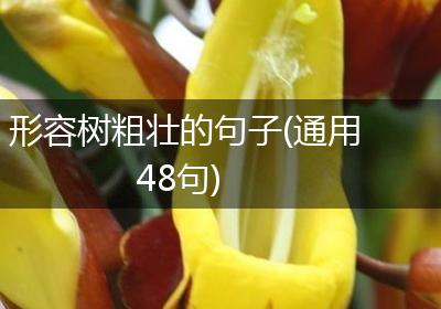 形容树粗壮的句子(通用48句)