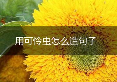 用可怜虫怎么造句子