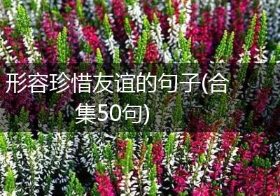 形容珍惜友谊的句子(合集50句)