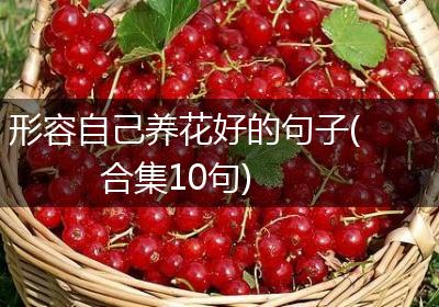 形容自己养花好的句子(合集10句)