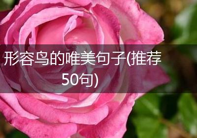 形容鸟的唯美句子(推荐50句)