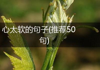 心太软的句子(推荐50句)