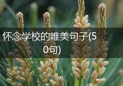 怀念学校的唯美句子(50句)