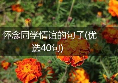 怀念同学情谊的句子(优选40句)