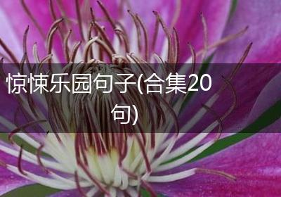 惊悚乐园句子(合集20句)