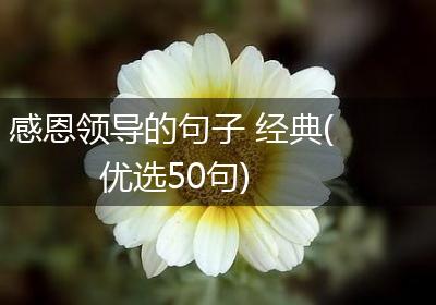 感恩领导的句子 经典(优选50句)