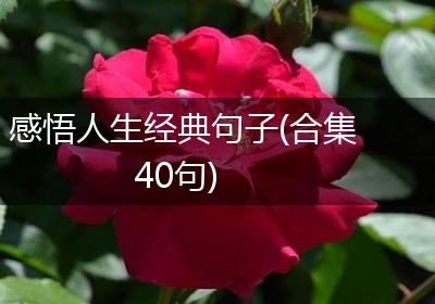 感悟人生经典句子(合集40句)