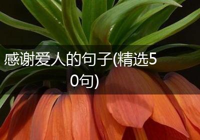 感谢爱人的句子(精选50句)