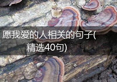愿我爱的人相关的句子(精选40句)
